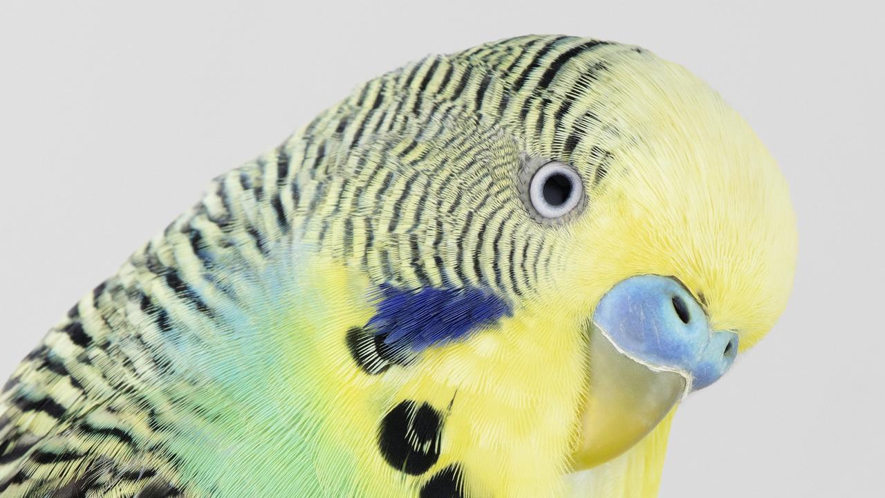 How Australia’s Budgerigars Have Wooed The World 