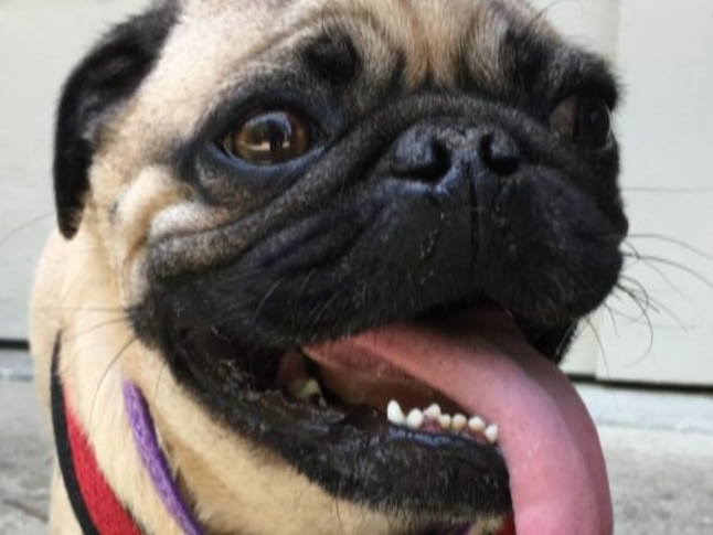 North Carolina pug infected with coronavirus