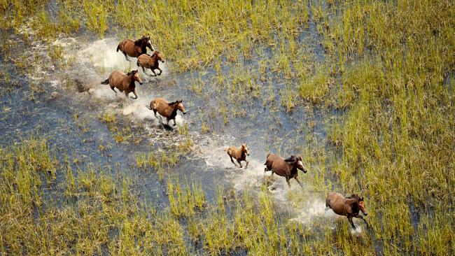 Wild horses having as much fun as the tourists. Picture: Lauren Bath