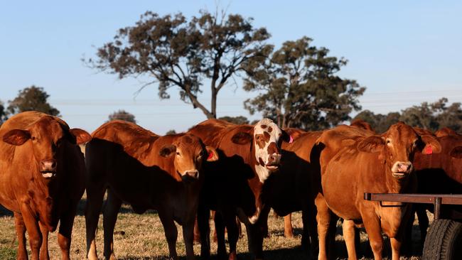 Cattle on a Hunter property. Hunter Local Land Services is urging producers to get their herd vaccinated. Supplied.