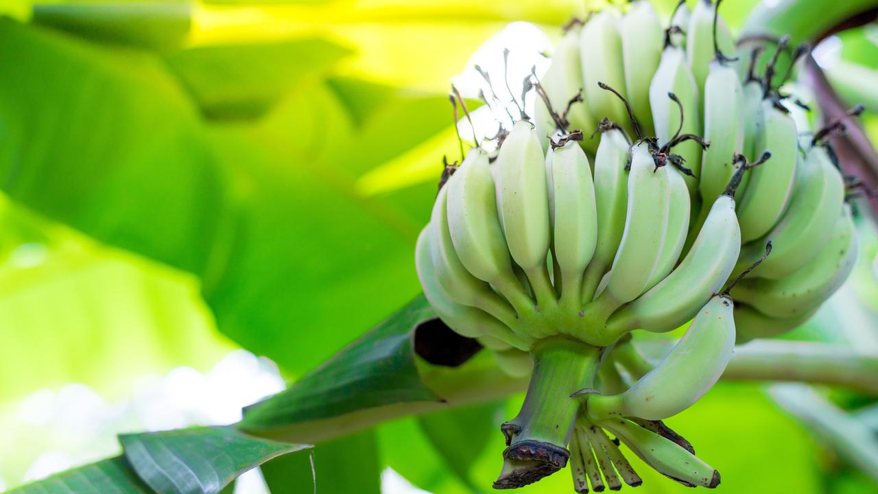 Tropical Queensland supplies Australians with over 90 per cent of our bananas, so the impact of the floods in Far North Queensland will be felt around the country. Picture: supplied