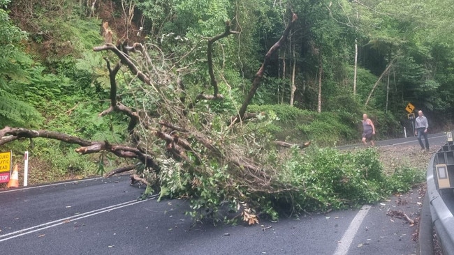 Massive tree snaps and falls on highway, causing major delays. Pictures: Supplied.