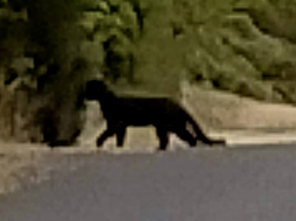 A woman claims to have filmed and photographed what she believes to be panthers, prowling near the Great Ocean Road Picture: Facebook