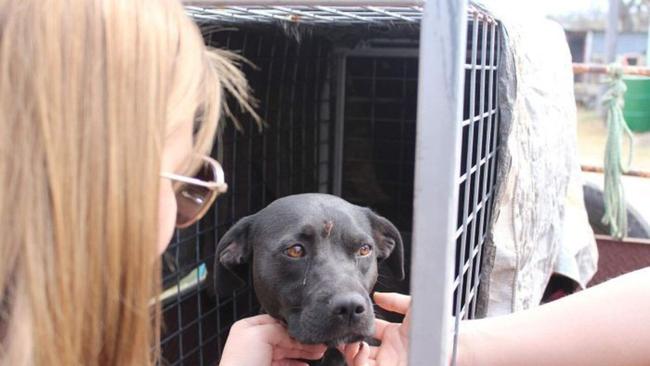 SAFE: Eidsvold farmer Bill Kerle caught Merlin after she spent 15 days in the bush.