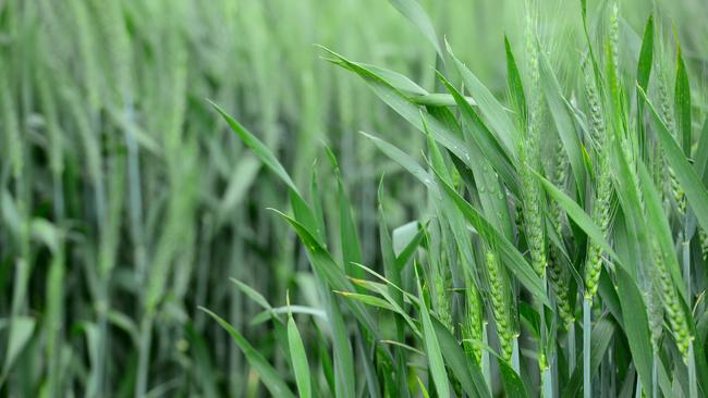 IDEAL MOISTURE: Agriculture Victoria’s soil moisture report found most monitoring sites were wetter compared to this time last year.