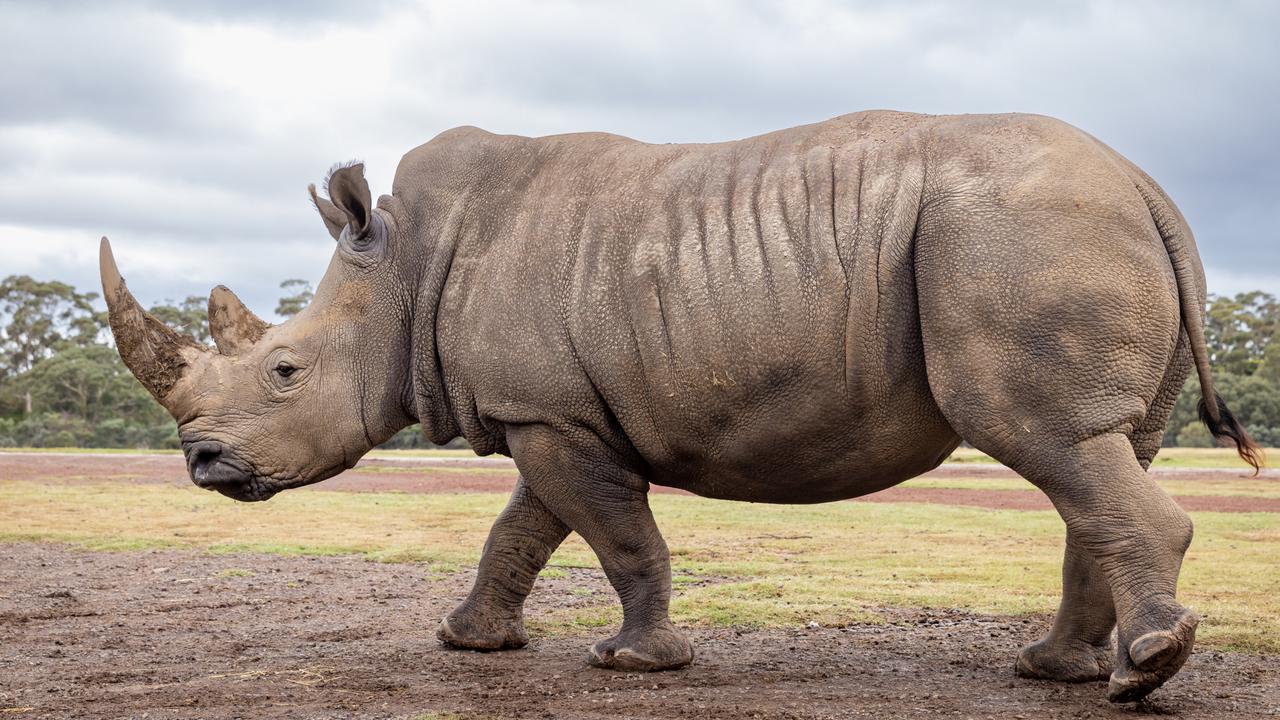 The calf weighed about 60kg at birth. It’s believed she suffered a cardiac arrest late on Saturday after suffering injuries caused during interaction with her mother in the hours after birth.