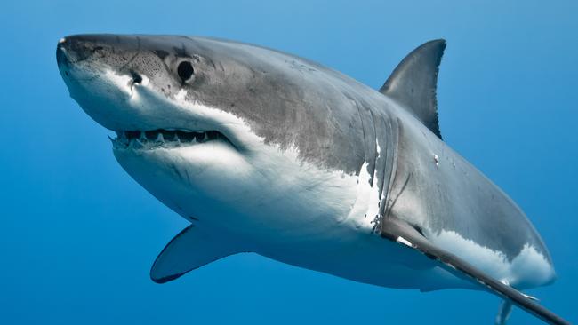 Great white shark - Carcharodon carcharias, in pacific ocean near the coast of Guadalupe Island - Mexico.