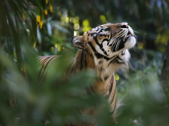 Eye of the tiger: Melbourne Zoo’s Hutan spots his meal. Picture: David Caird