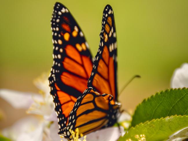 Monarch butterfly. Picture: Getty Images