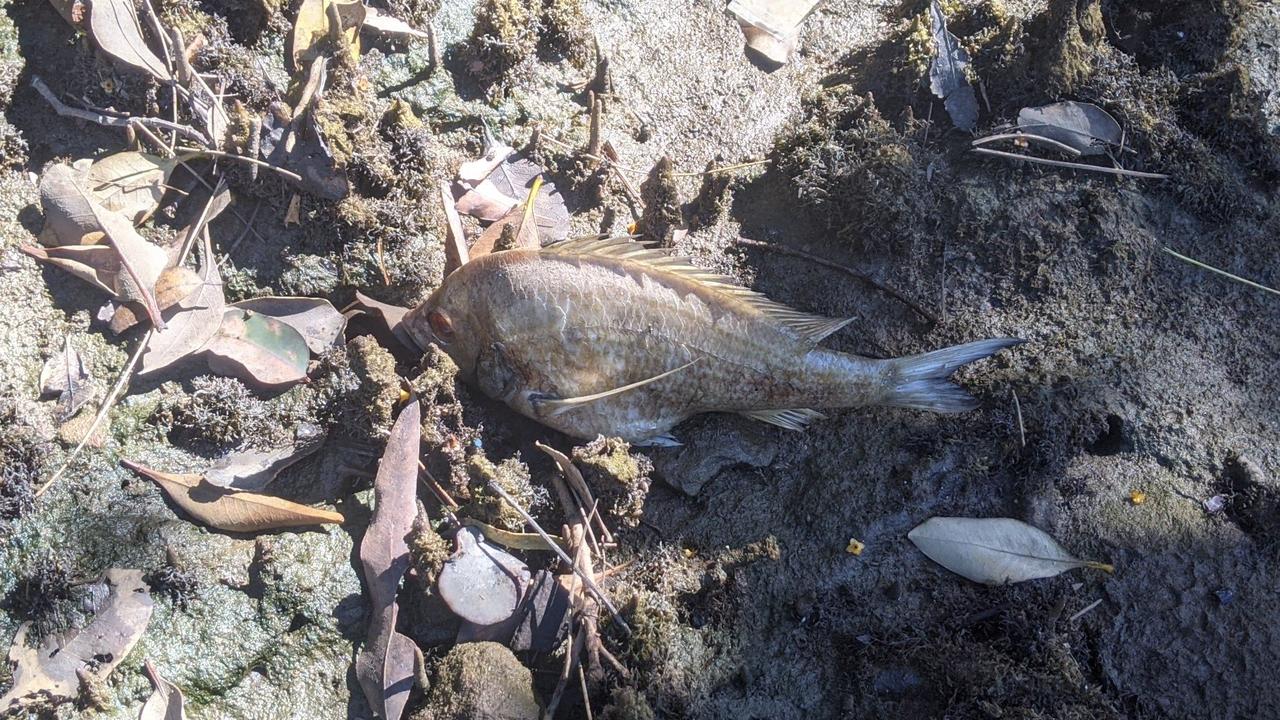 Residents were left shocked to stumble across dead fish. Picture: Kellie Darley