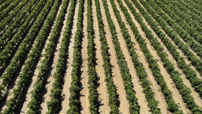 Grape growers fear a bargaining power imbalance will force wineries to cut weighbridge prices to stay competitive. Picture: Zoe Phillips