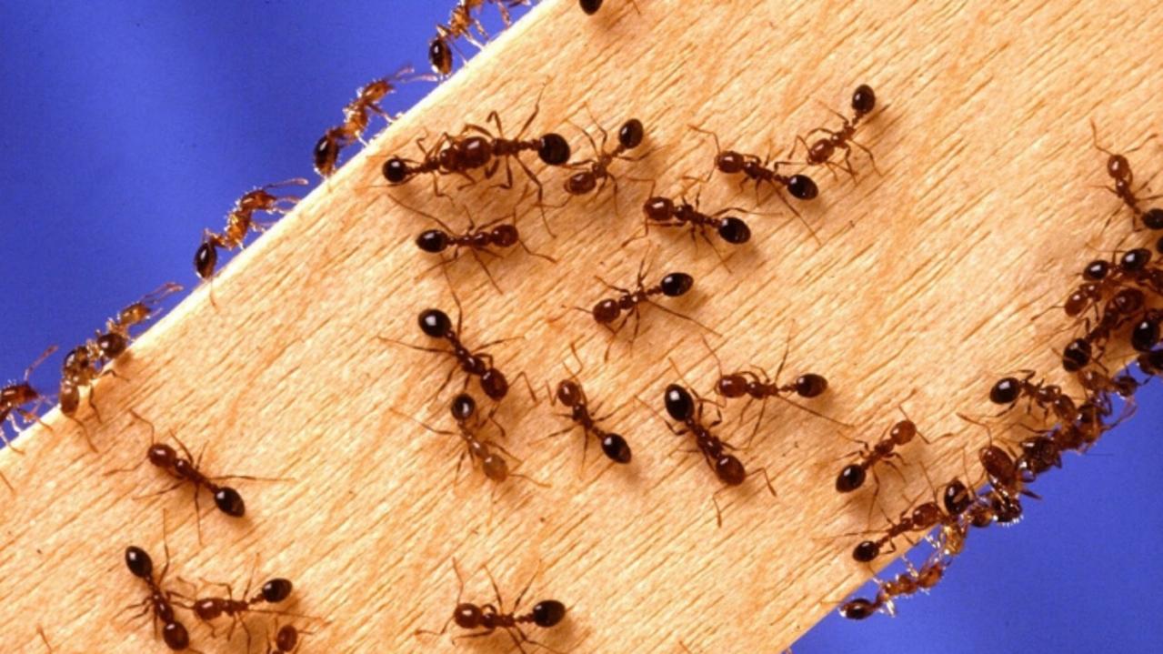 Company stung after breaching fire ants protocol