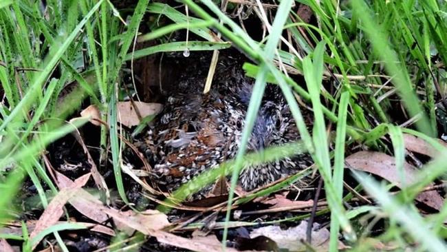 An image of the above picture ‘flipped’ by reporter Greg Roberts to show the similarities between the two nests, despite the two reportedly being taken four years apart in different settings