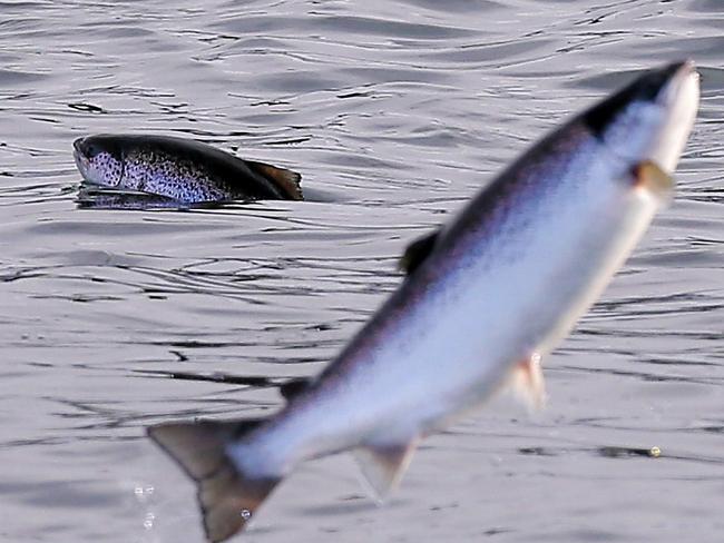 Salmon jumping out of the water in the biggest Salmon pen in the world. TasWeekend on "the battle of the Huon". It used to be forestry that divided the Huon Valley community, with fierce clashes between long-time residents who were involved in the logging industry and environmentalists. The new battleground is the aquaculture industry, with salmon producers, workers and service providers butting heads with mussel growers and abalone divers as well as locals concerned over water quality.