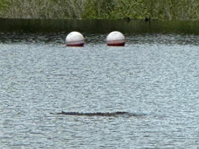 A possible crocodile sighting at Howard Weir.