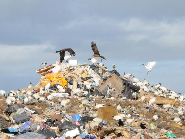 Kites at the Bonnick Road Dump site.Photo Tanya Easterby / The Gympie Times