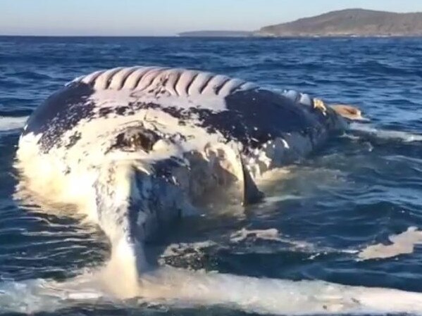 Sharks maul on a whale carcass at Angourie, Northern NSW