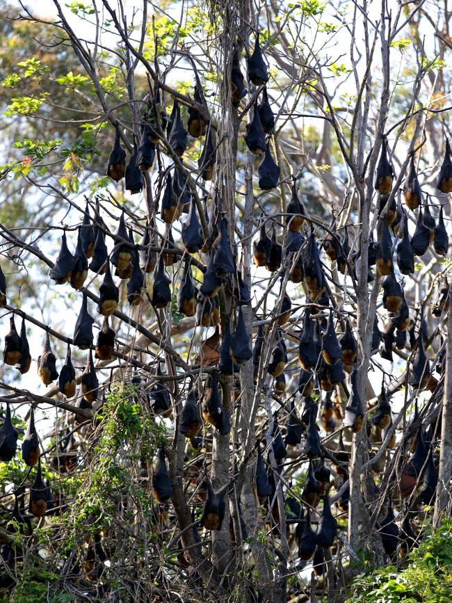 Bat numbers have soared in the colony.