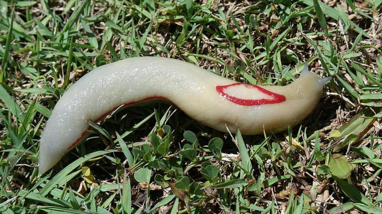 The red triangle slug is just one of the many creatures that call Eungella Rainforest home. The slug species is known to have an unusual defensive mechanism by secreting a kind of sticky mucus that can glue predators to the spot for days. Picture: Contributed.