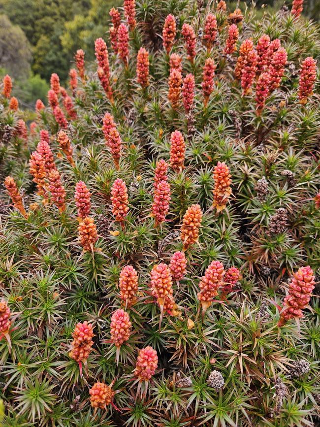 The Tasmanian waratahs are a stunning addition to the Cradle Mountain landscape.