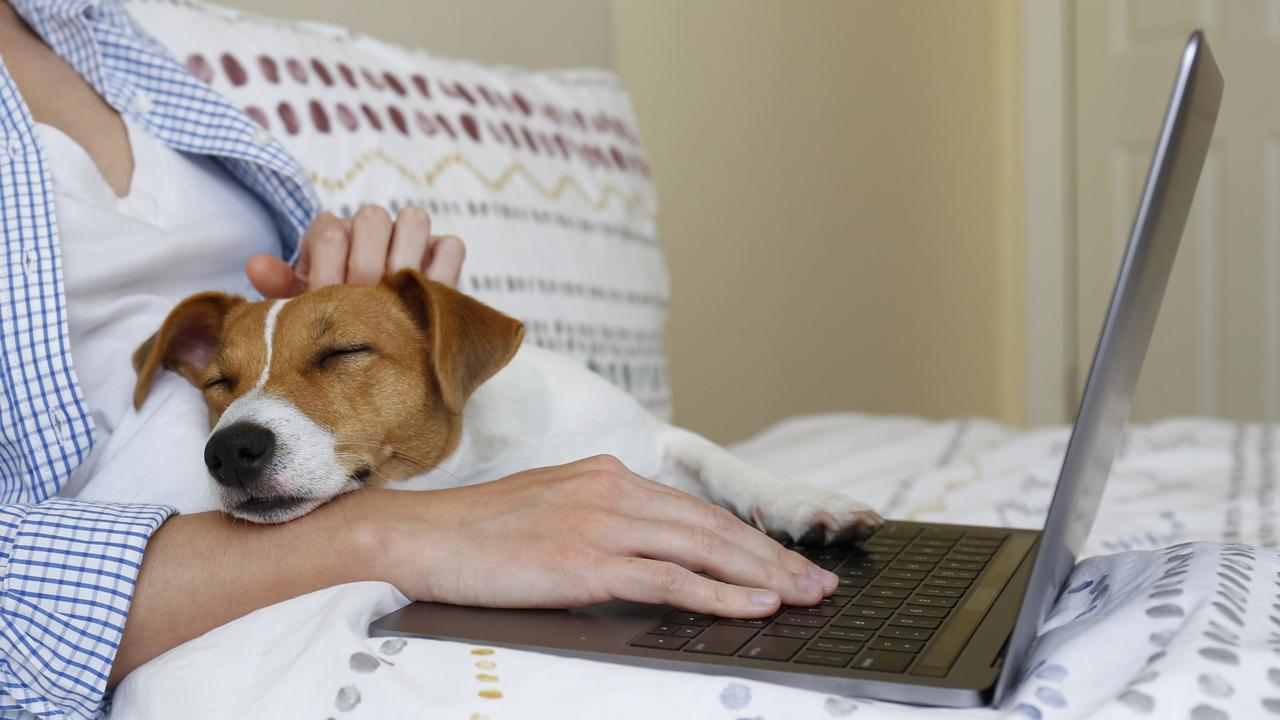 Worker wins compo over WFH pet injury