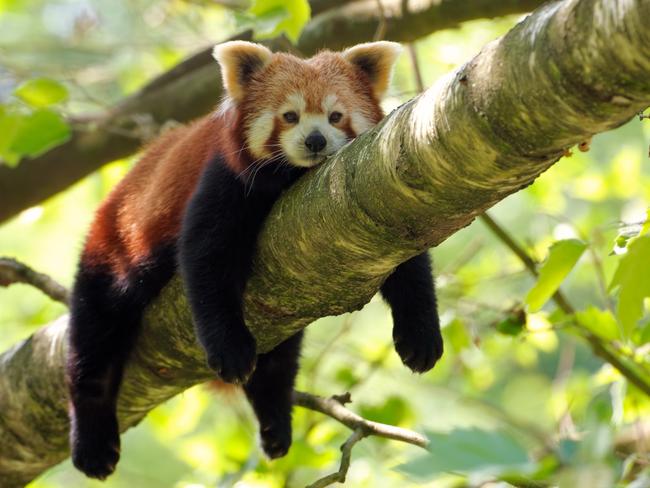 ESCAPE: A red panda rests oon a tree. This endangered species is also known as lesser panda or red cat-bear. Picture: istock