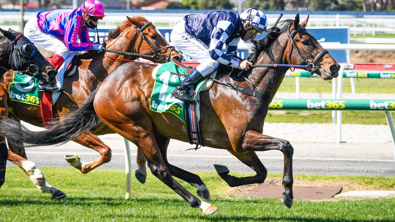 Victoria Derby placegetter Young Werther will be in action at Caulfield in the Group 2 Autumn Classic. Picture: Reg Ryan/Racing Photos