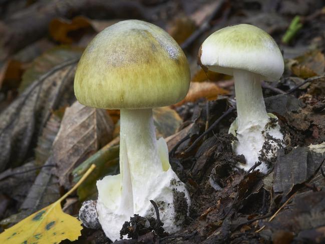 There are currently no home tests available to distinguish safe and edible mushrooms from poisonous mushrooms.