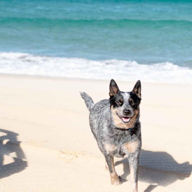 Tess of North Kellyville is all smiles at her happy place, the beach. Picture: ORourke Photography