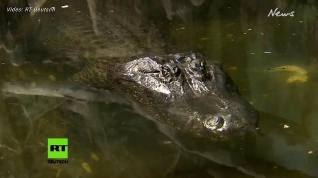 Hitler's pet alligator dies in Moscow zoo