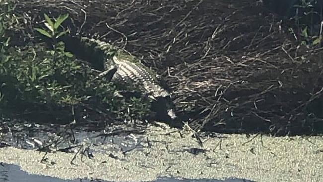 Bowen Golf Club found an unexpected new visitor last week, with a small freshwater crocodile finding its way to the grounds.