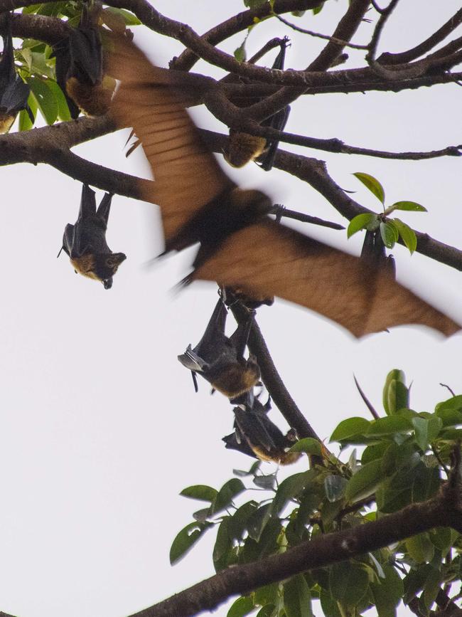 The government protects bats but it doesn’t protect people. Picture: Brian Cassey