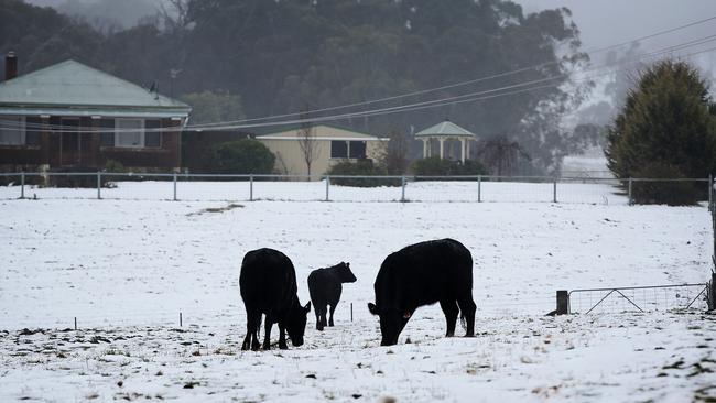 Day two of snow fall in Orange NSW. Photographer: Adam Yip