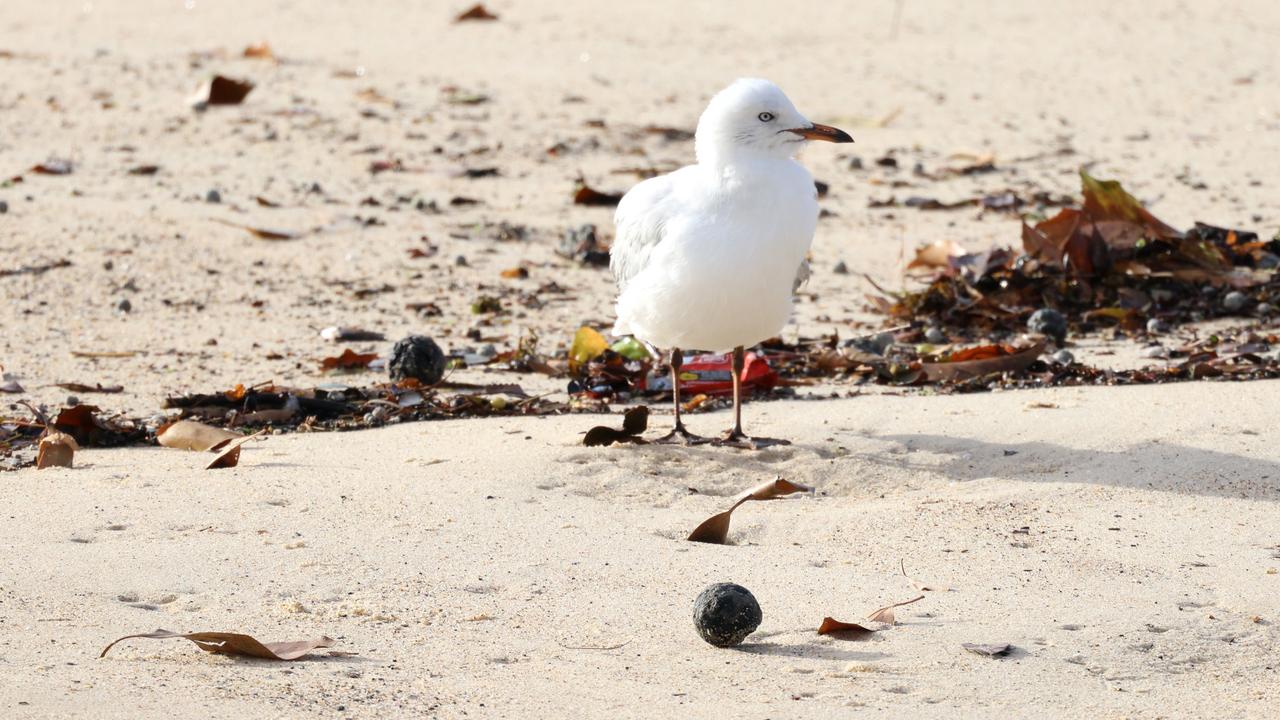 The tar-like balls began washing up on the beach on Tuesday. Picture: NewsWire / Damian Shaw