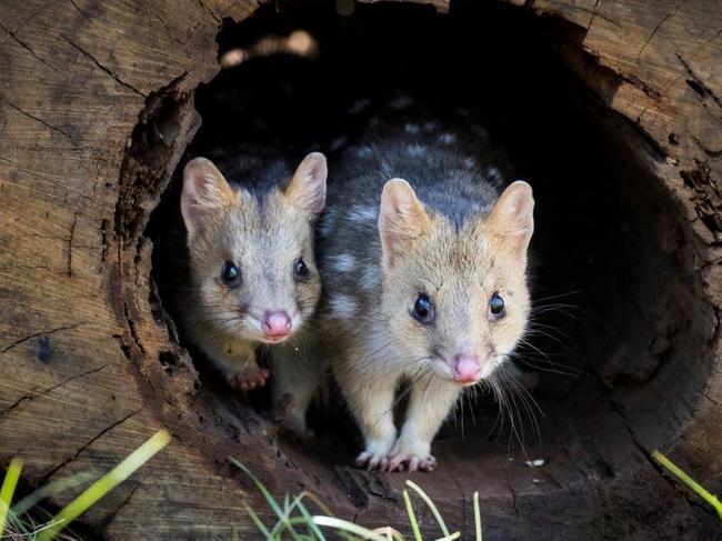 Aussie Ark is helping wildlife animals, like quolls, in the wake of the bushfires.