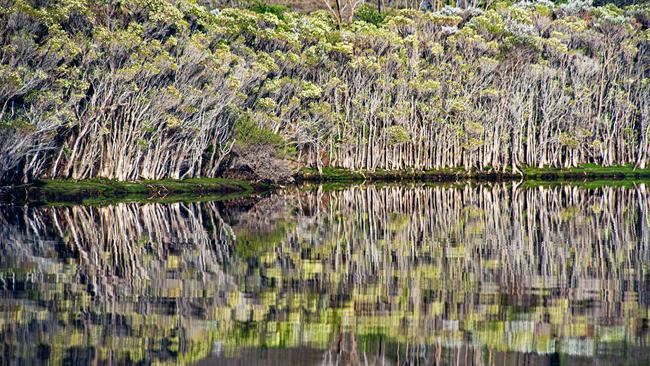 Melaleuca forest, Forest Lagoon. Picture: Peter Marmion