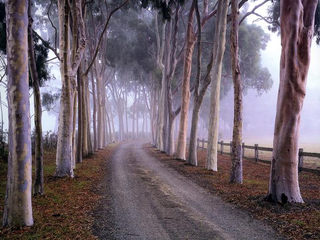 A photograph from book Garden of a Lifetime: Dame Elisabeth at Cruden Farm. These are the lemon-scented gums that adorn the driveway.