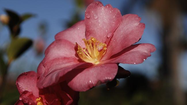 Camellias are considered pet-friendly. Picture: Richard Polden