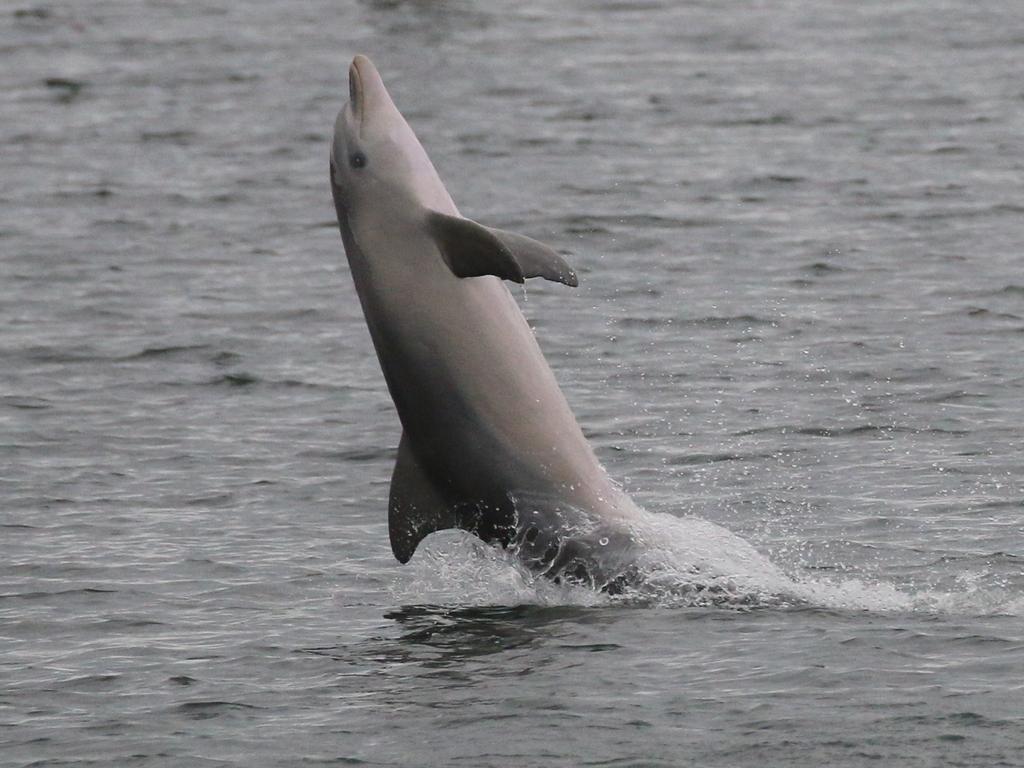 Meet the Port River Dolphins | The Advertiser