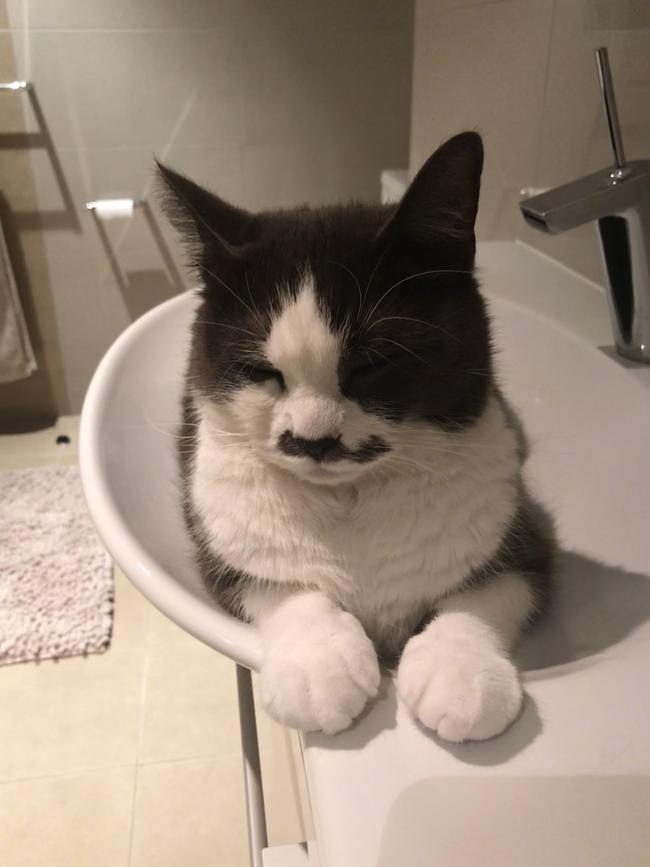 Buys expensive cat beds, sleeps in the bathroom sink. Picture: Claire Cudini