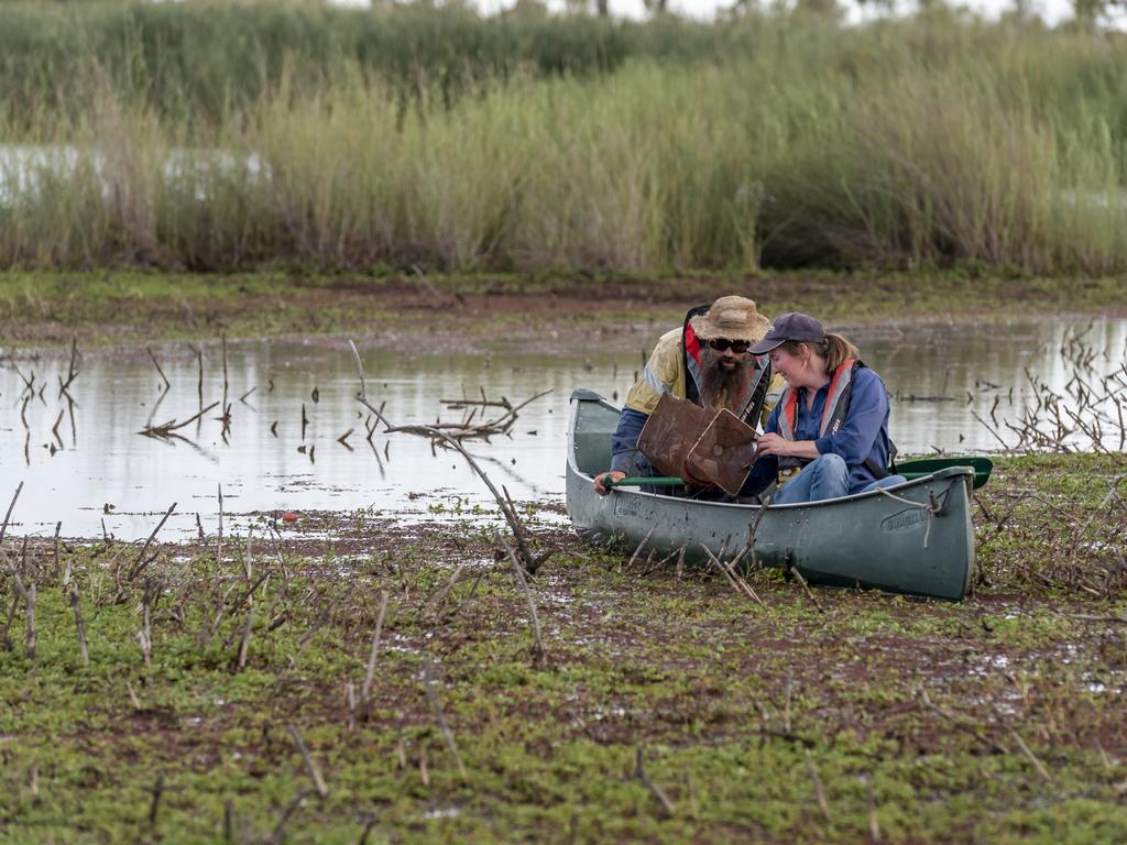 Researchers Dion Lervais and Amy Russell check nets for Southern Purple Spotted Gudgeon (Mogurnda adspersa). Middle Reedy Lake. Picture: Doug Gimesy