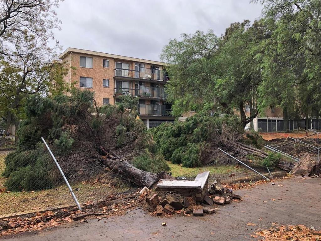 Two trees which lined the driveway of a bearing supplies business were uprooted and crashed into the neighbouring Lever Street Reserve at Rosebery. Picture: Steven Deare