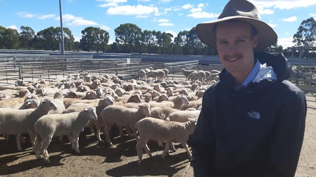 Rally hopes: Riverina agent Adam Boyd, of Wagga Regional Livestock, was a volume buyer of store lambs in Victoria this week, purchasing 1200 head at Bendigo on Monday before travelling to the Ballarat sale.