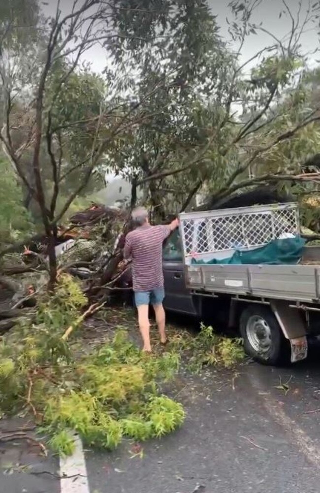 A tree that fell on to a car travelling on Mt Cotton Rd. Picture: Calum Lee