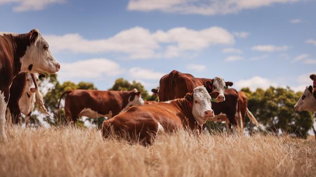 Alva Downs Herefords. Picture: Nicole Cleary