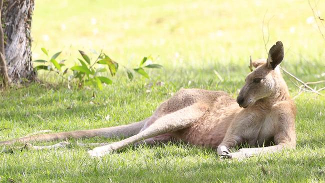 More than 100,000 roos are killed every year in Victoria.