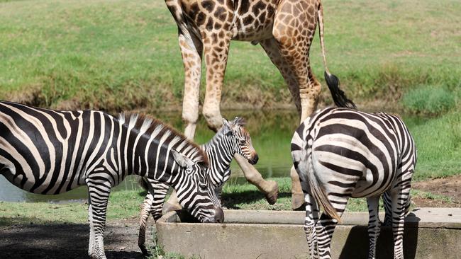 The herd is welcoming its newest member. Picture: Tim Hunter.