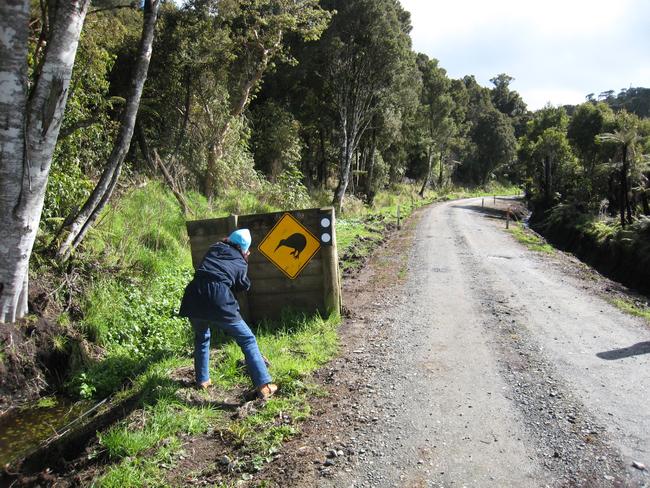 Signs warn motorists to watch for kiwis. Picture: Chris Pritchard