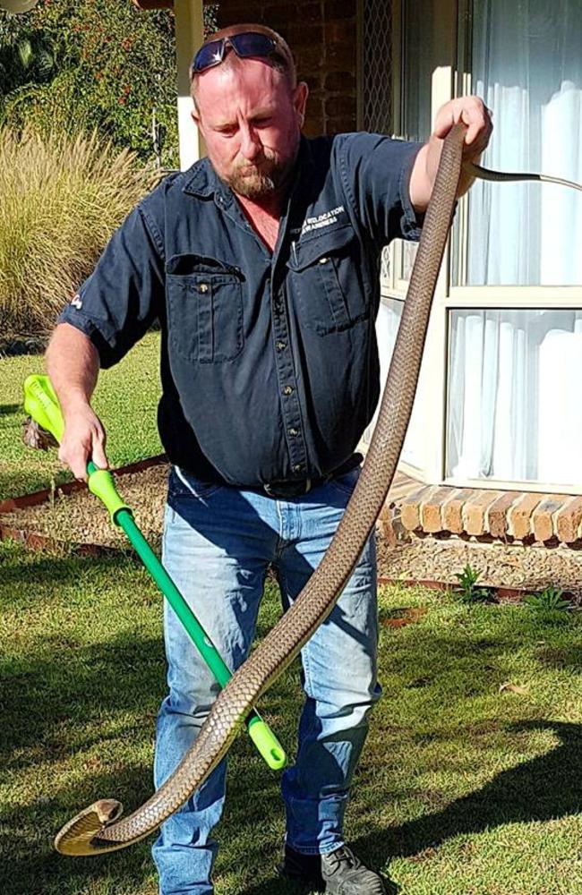 Harrison's Gold Coast and Brisbane Snake Catcher