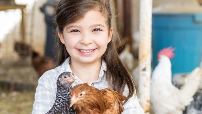 Why chickens make perfect pets